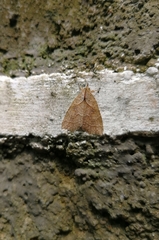 Olulis puncticinctalis