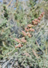 Atriplex canescens canescens