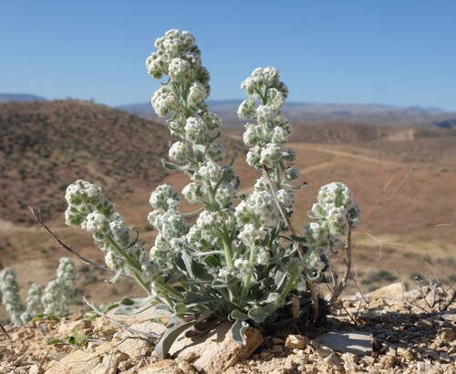 Virgin River cryptantha (Cryptantha virginensis)