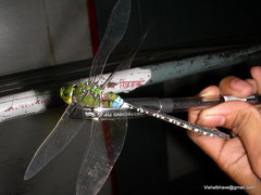 Anax guttatus