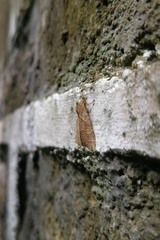 Olulis puncticinctalis