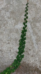 Tetrastigma obtectum glabrum