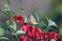 Nectarinia kilimensis
