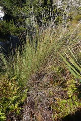 Schoenus quadrangularis