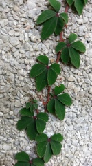 Tetrastigma obtectum glabrum