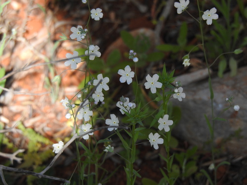 Image of Iberodes linifolia by (c) Duarte Frade, some rights reserved (CC BY)