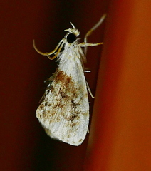 Lipocosma septa