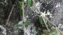 Scyphostelma