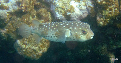 Cyclichthys spilostylus