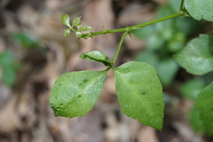 Eleutherococcus trifoliatus setosus