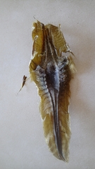 Callorhinchus capensis