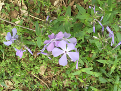 Phlox divaricata divaricata