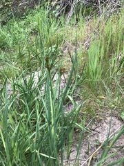 Juncus phaeocephalus