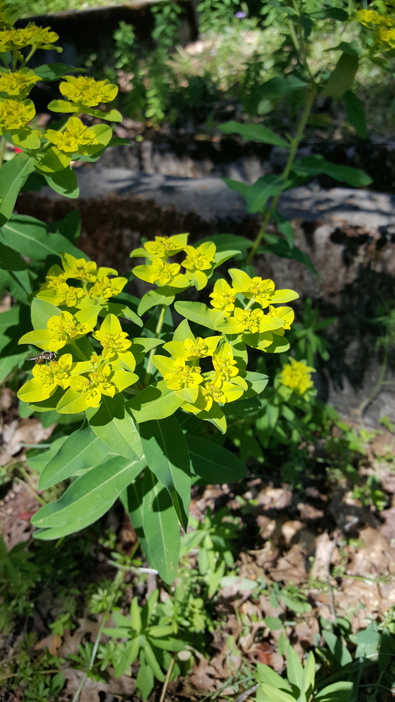 Euphorbia oblongata, Calistoga, California, United States