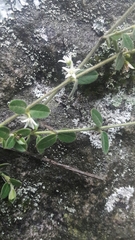 Scyphostelma