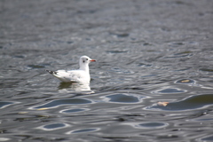 Chroicocephalus ridibundus