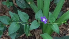 Vinca major