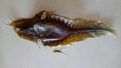 Callorhinchus capensis