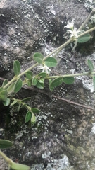 Scyphostelma