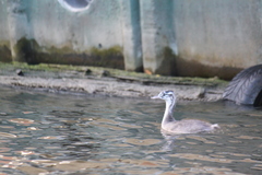 Podiceps cristatus