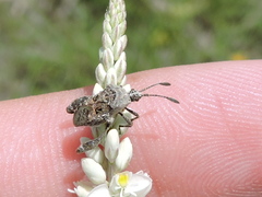 Merocoris curtatus