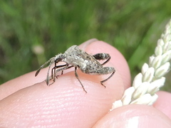 Merocoris curtatus