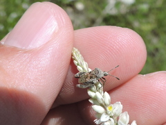 Merocoris curtatus
