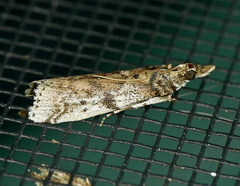 Amyelois transitella