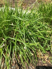 Carex gracillima