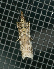 Amyelois transitella