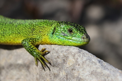 Western Green Lizard photo 2