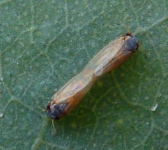 Ctenarytaina eucalypti