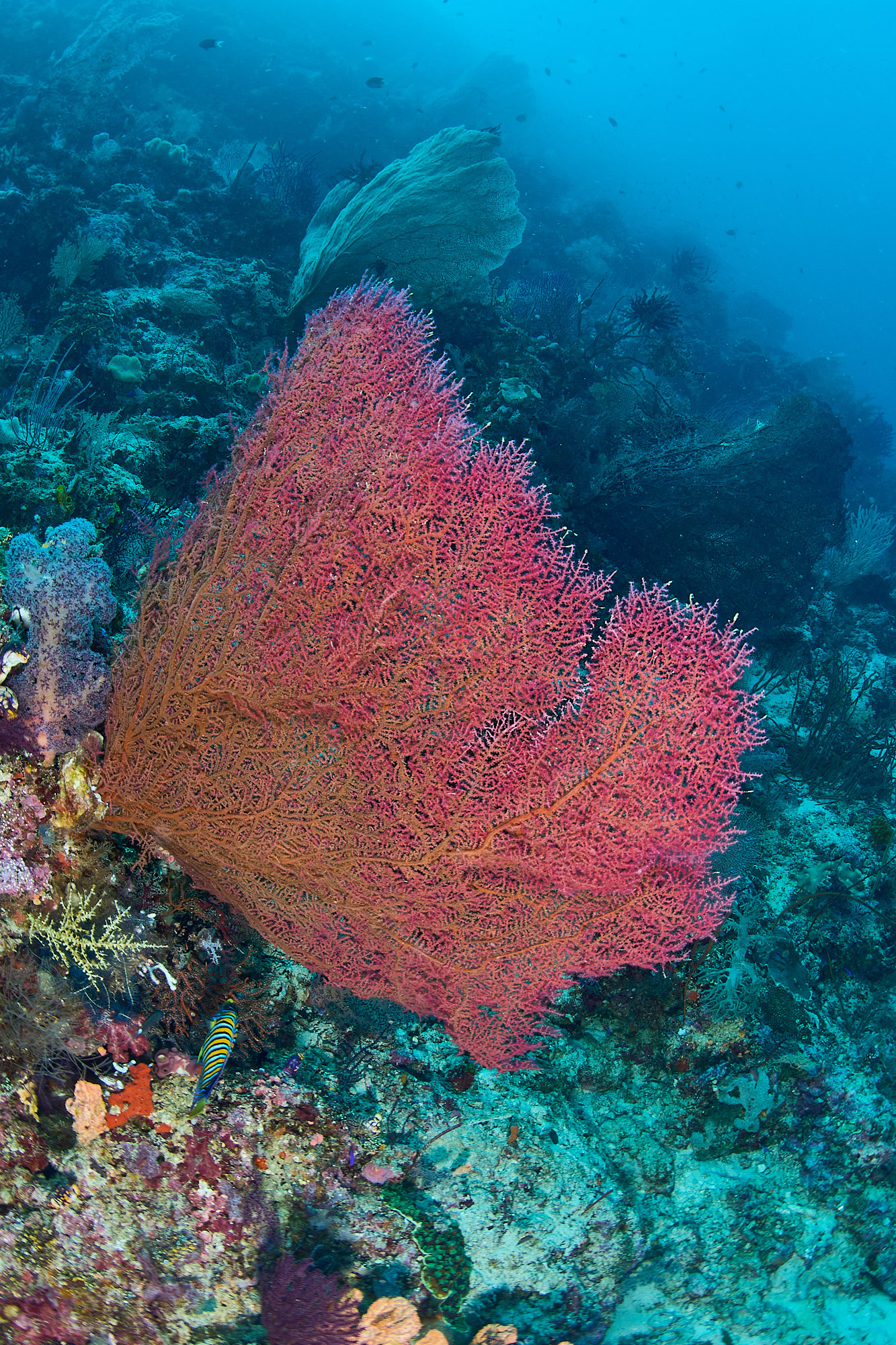Muricella plectana Grasshoff, 1999