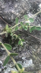 Scyphostelma