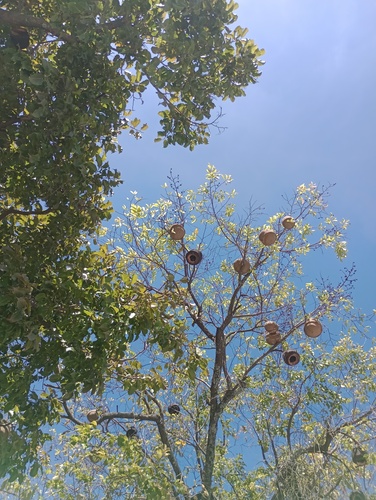 Foto de Sapucaia