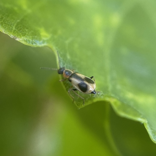 Attalus pictus