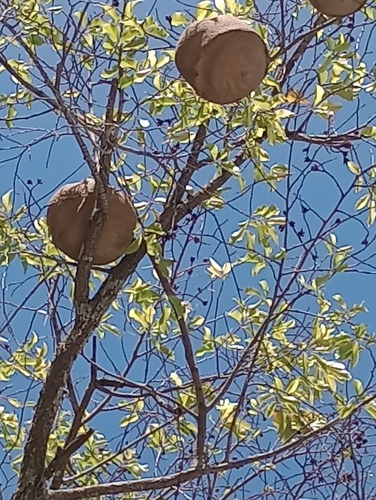 Foto de Sapucaia