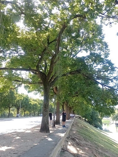 Foto de Sapucaia