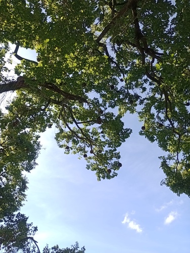 Foto de Sapucaia