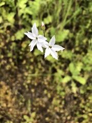 Lithophragma cymbalaria