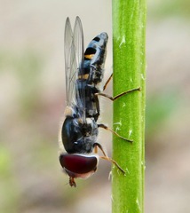 Pseudoscaeva diversifasciata