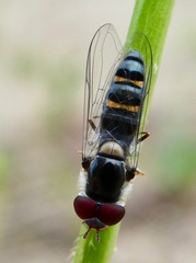 Pseudoscaeva diversifasciata