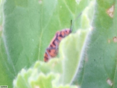 Spilostethus taeniatus