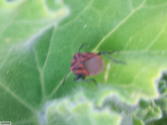 Spilostethus taeniatus