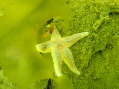 Asterias rubens