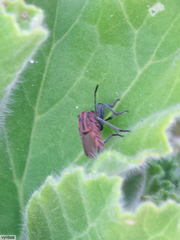 Spilostethus taeniatus