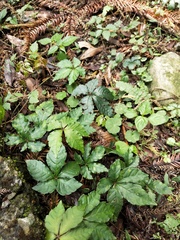 Tetrastigma obtectum glabrum