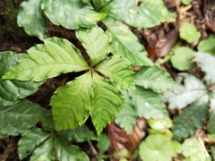 Tetrastigma obtectum glabrum