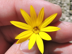 Xanthisma texanum drummondii