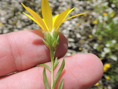Xanthisma texanum drummondii